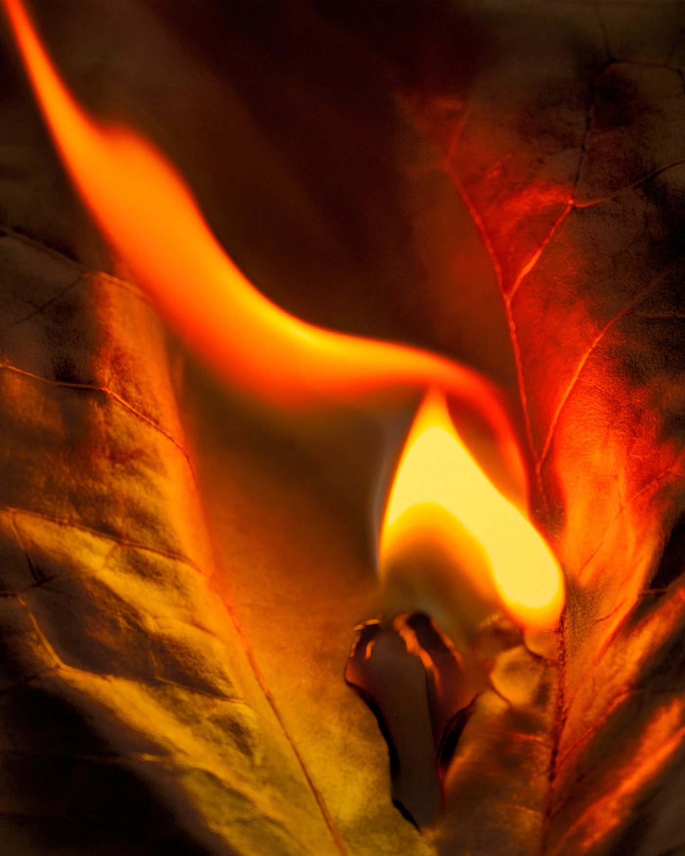 Das Tabakblatt – dunkler, sinnlicher Ausgangspunkt der Komposition.